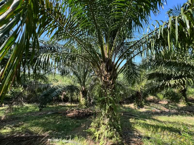 Agricultural Land for Sale in Temerloh (Pahang) - Azalee Abdullah - Garden - PropertyGuru.com.my