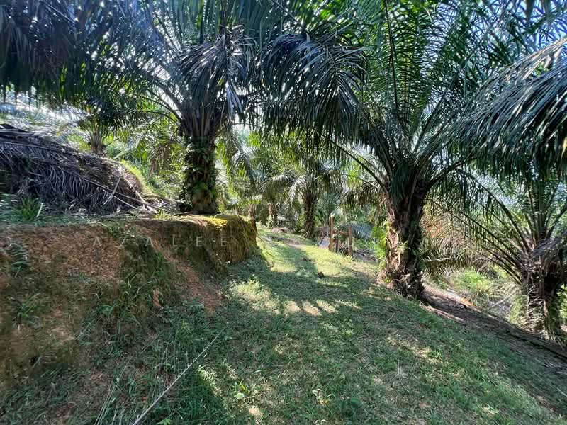 Agricultural Land for Sale in Temerloh (Pahang) - Azalee Abdullah - Garden - PropertyGuru.com.my