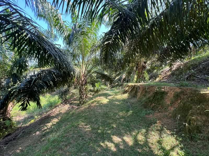 Agricultural Land for Sale in Temerloh (Pahang) - Azalee Abdullah - Garden - PropertyGuru.com.my