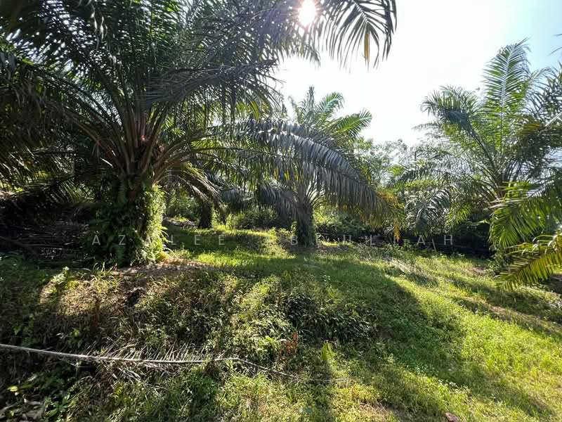 Agricultural Land for Sale in Temerloh (Pahang) - Azalee Abdullah - Garden - PropertyGuru.com.my