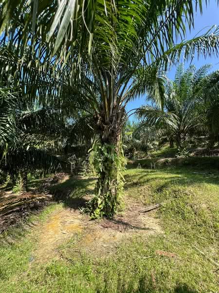 Agricultural Land for Sale in Temerloh (Pahang) - Azalee Abdullah - Garden - PropertyGuru.com.my