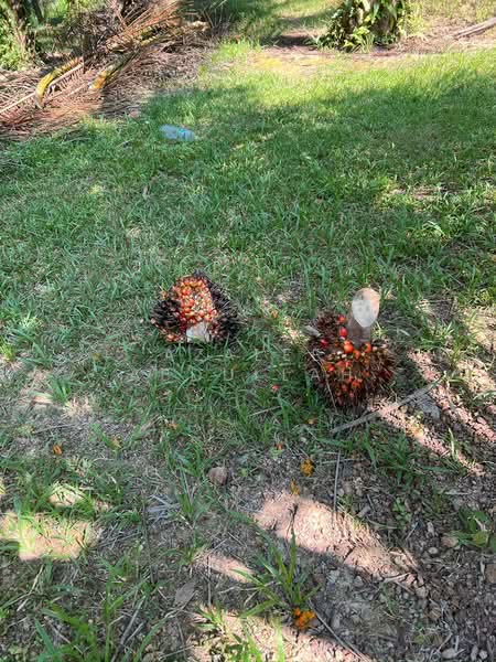 Agricultural Land for Sale in Temerloh (Pahang) - Azalee Abdullah - Exterior - PropertyGuru.com.my