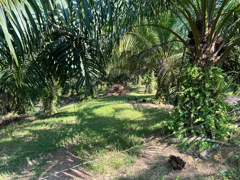 Agricultural Land for Sale in Temerloh (Pahang) - Azalee Abdullah - Garden - PropertyGuru.com.my