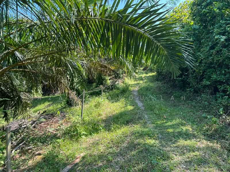 Agricultural Land for Sale in Temerloh (Pahang) - Azalee Abdullah - Exterior - PropertyGuru.com.my