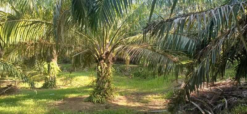 Agricultural Land for Sale in Temerloh (Pahang) - Azalee Abdullah - Garden - PropertyGuru.com.my