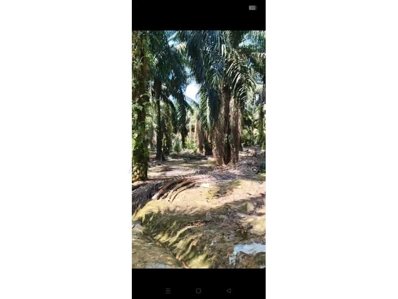 Tanah Pertanian untuk Dijual di Kangkar Pulai (Skudai) - Ah Liang - Exterior - PropertyGuru.com.my