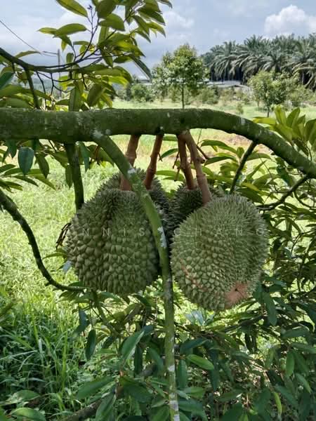 Agricultural Land for Sale in Kampung Melayu (Kluang) - Dennis Chang - Garden - PropertyGuru.com.my