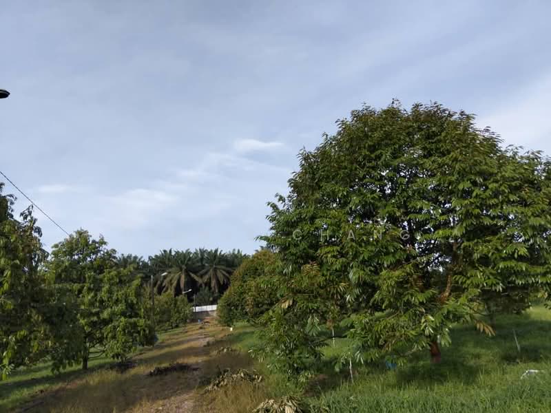 Agricultural Land for Sale in Kampung Melayu (Kluang) - Dennis Chang - Exterior - PropertyGuru.com.my