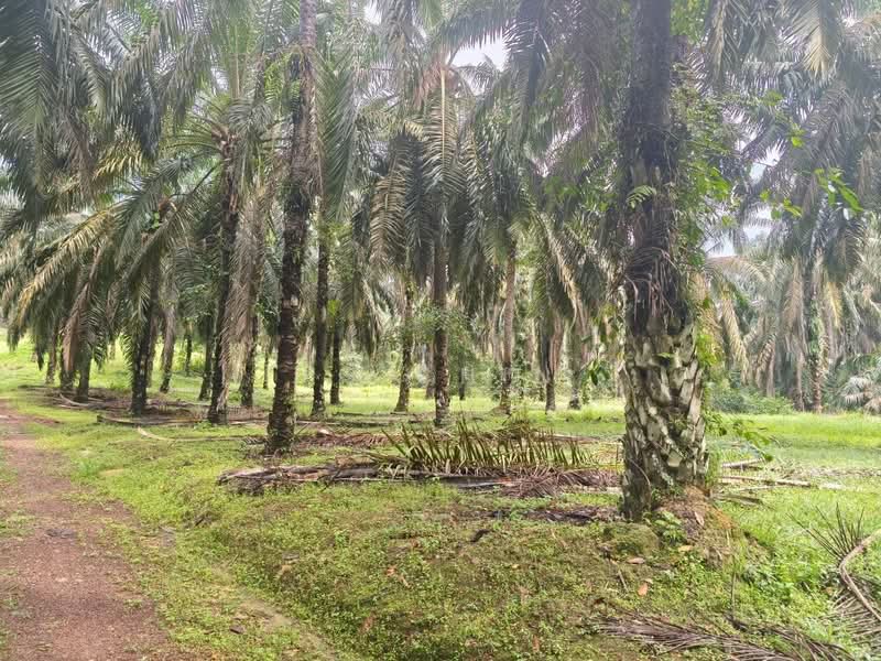 Agricultural Land for Sale in Bukit Batu (Sedenak) - KS Chin - Exterior - PropertyGuru.com.my