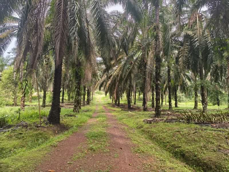 Agricultural Land for Sale in Bukit Batu (Sedenak) - KS Chin - Garden - PropertyGuru.com.my