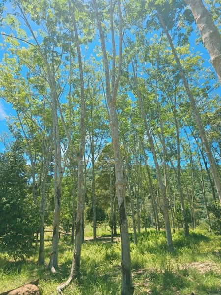 Agricultural Land for Sale in Kampung Jerlun (Kuala Kangsar) - Marcus Seng - Garden - PropertyGuru.com.my