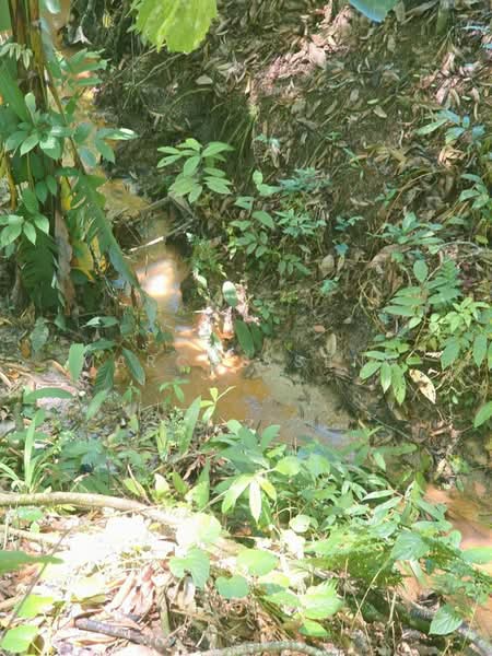 Agricultural Land for Sale in Kampung Jerlun (Kuala Kangsar) - Marcus Seng - Exterior - PropertyGuru.com.my