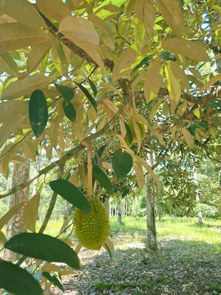 Agricultural Land for Sale in Kampung Jerlun (Kuala Kangsar) - Marcus Seng - Garden - PropertyGuru.com.my