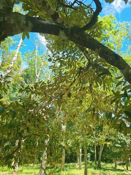 Agricultural Land for Sale in Kampung Jerlun (Kuala Kangsar) - Marcus Seng - Exterior - PropertyGuru.com.my