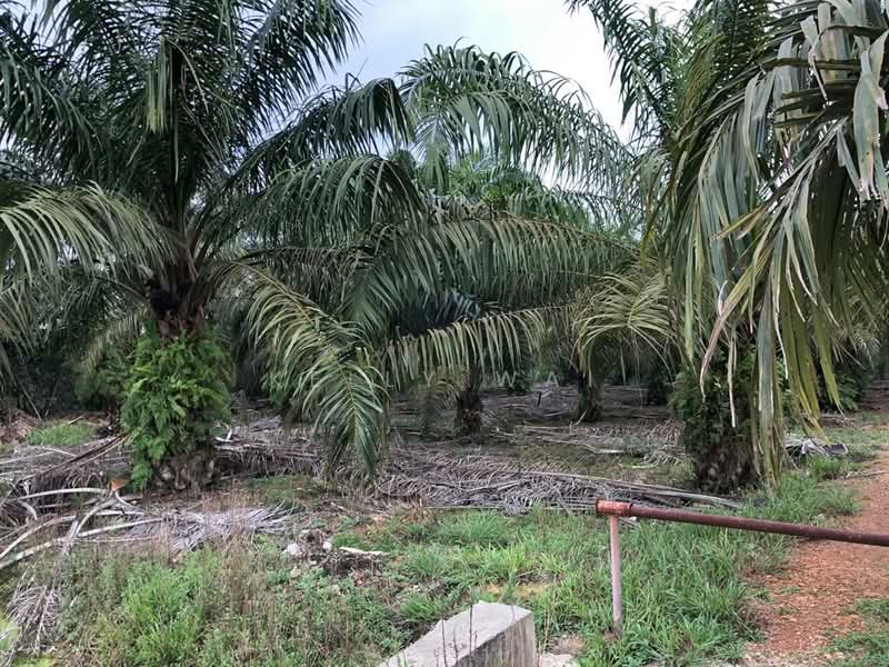 Agricultural Land for Sale in Pontian (Johor) - Kelly Wai - Exterior - PropertyGuru.com.my