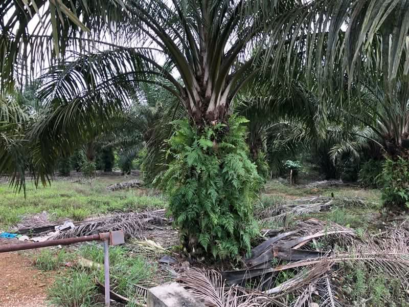 Agricultural Land for Sale in Pontian (Johor) - Kelly Wai - Garden - PropertyGuru.com.my