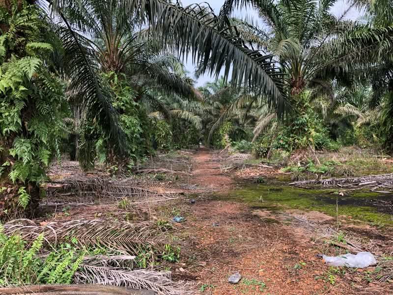 Agricultural Land for Sale in Pontian (Johor) - Kelly Wai - Exterior - PropertyGuru.com.my