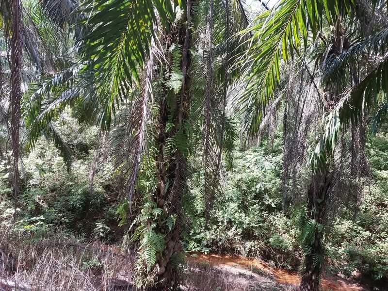 Agricultural Land for Sale in Kota Tinggi (Johor) - Christine Cham - Exterior - PropertyGuru.com.my