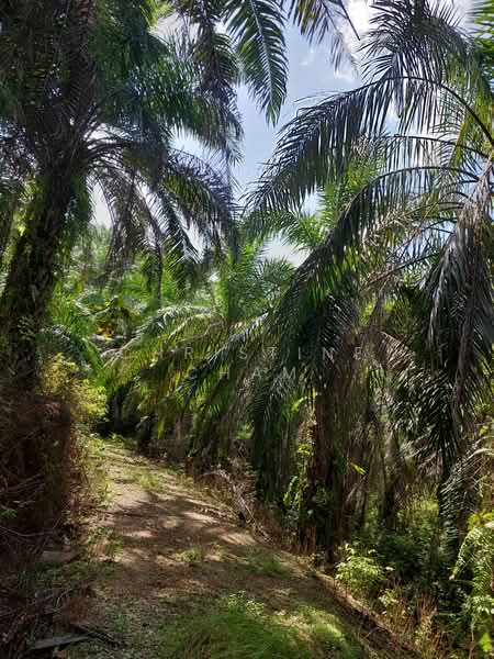 Agricultural Land for Sale in Kota Tinggi (Johor) - Christine Cham - Exterior - PropertyGuru.com.my