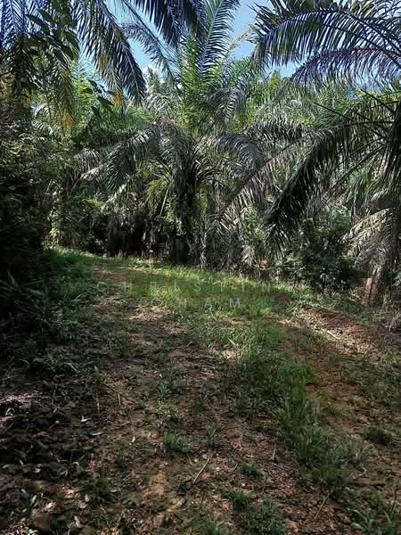 Agricultural Land for Sale in Kota Tinggi (Johor) - Christine Cham - Exterior - PropertyGuru.com.my