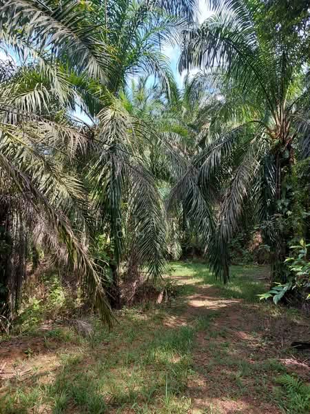 Agricultural Land for Sale in Kota Tinggi (Johor) - Christine Cham - Exterior - PropertyGuru.com.my