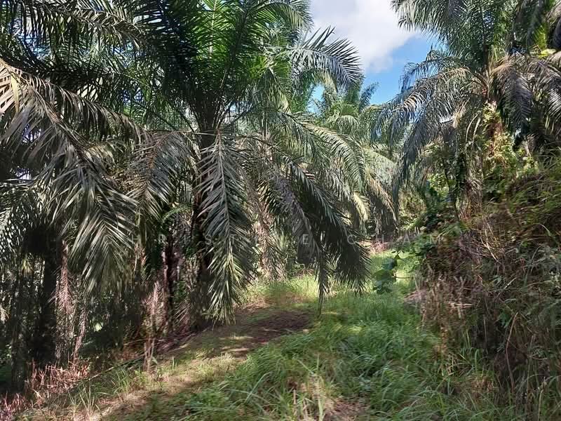 Agricultural Land for Sale in Kota Tinggi (Johor) - Christine Cham - Exterior - PropertyGuru.com.my