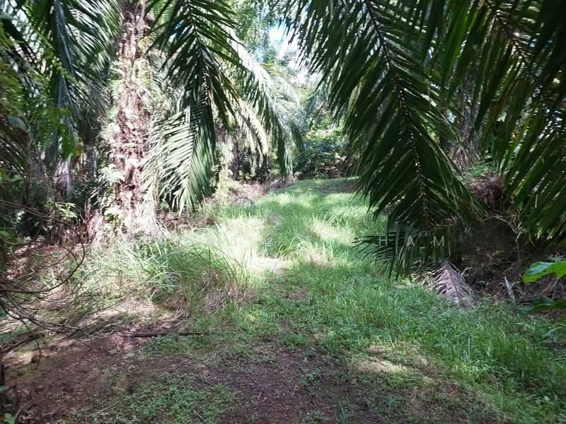 Agricultural Land for Sale in Kota Tinggi (Johor) - Christine Cham - Exterior - PropertyGuru.com.my