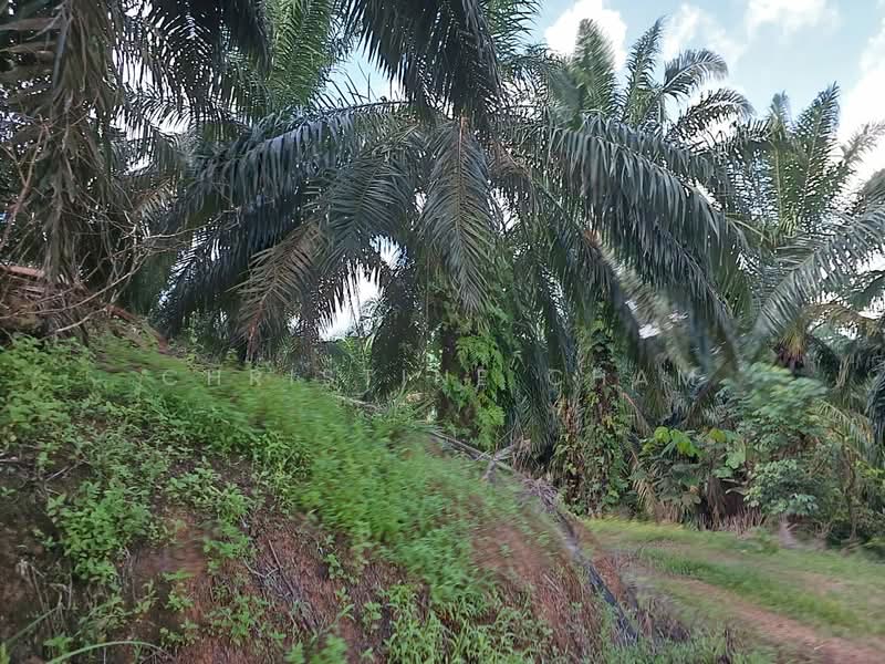 Agricultural Land for Sale in Kota Tinggi (Johor) - Christine Cham - Exterior - PropertyGuru.com.my