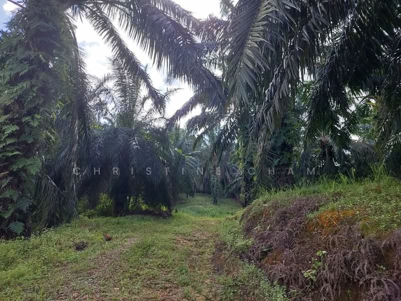 Agricultural Land for Sale in Kota Tinggi (Johor) - Christine Cham - Exterior - PropertyGuru.com.my