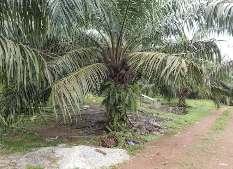 Agricultural Land for Sale in Batu Pahat (Johor) - Jeffrey Ng - Exterior - PropertyGuru.com.my