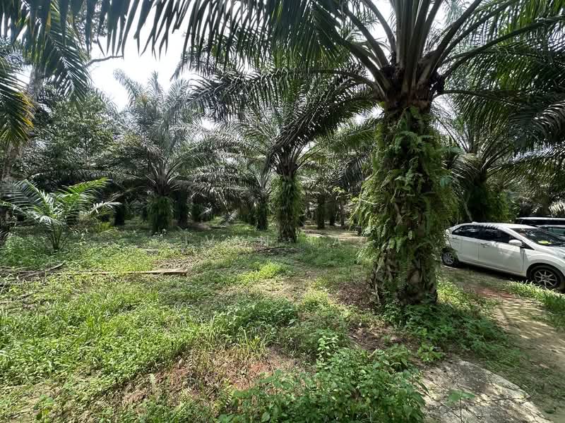 Agricultural Land for Sale in Jeram (Perak) - Ivan Tai - PropertyGuru.com.my