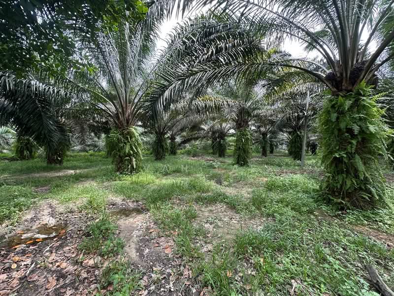 Agricultural Land for Sale in Jeram (Perak) - Ivan Tai - PropertyGuru.com.my
