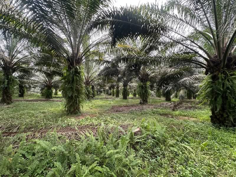 Agricultural Land for Sale in Jeram (Perak) - Ivan Tai - PropertyGuru.com.my