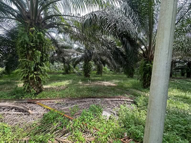 Agricultural Land for Sale in Jeram (Perak) - Ivan Tai - PropertyGuru.com.my