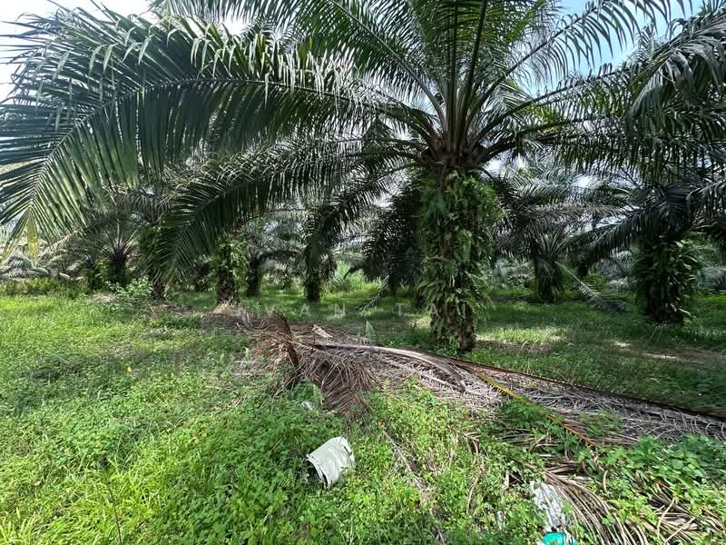 Agricultural Land for Sale in Jeram (Perak) - Ivan Tai - PropertyGuru.com.my