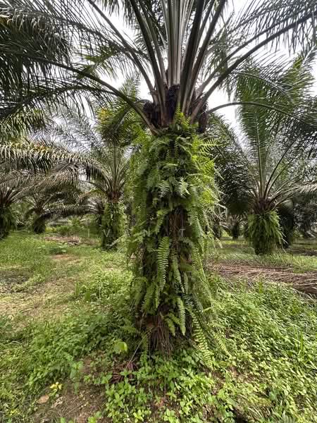 Agricultural Land for Sale in Jeram (Perak) - Ivan Tai - PropertyGuru.com.my