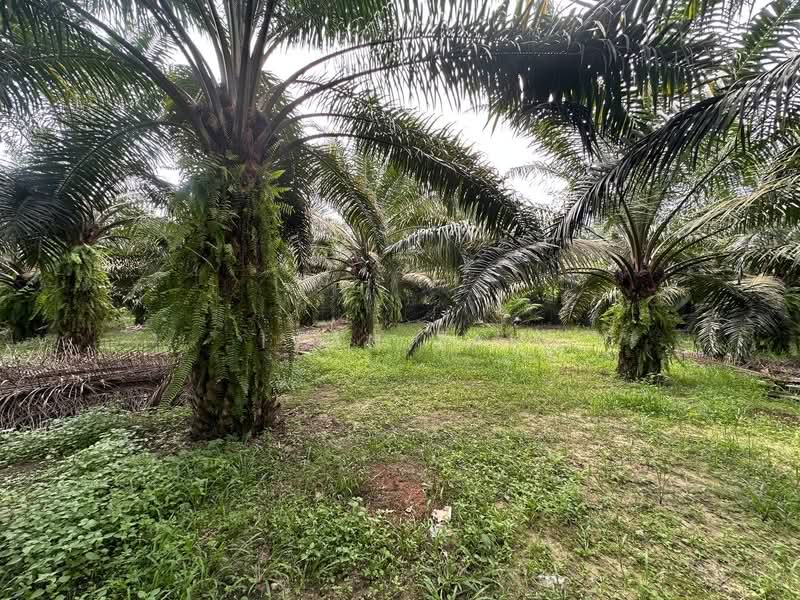 Agricultural Land for Sale in Jeram (Perak) - Ivan Tai - PropertyGuru.com.my