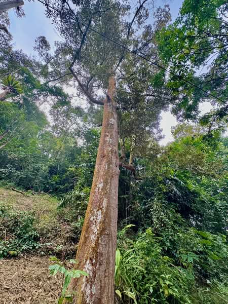 Agricultural Land for Sale in Kuala Kubu Bharu (Selangor) - Shiqin Saidin - PropertyGuru.com.my