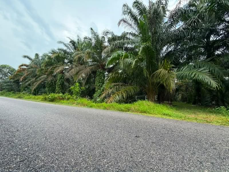Agricultural Land for Sale in Pekan Nanas (Johor) - Joreen Lee - PropertyGuru.com.my