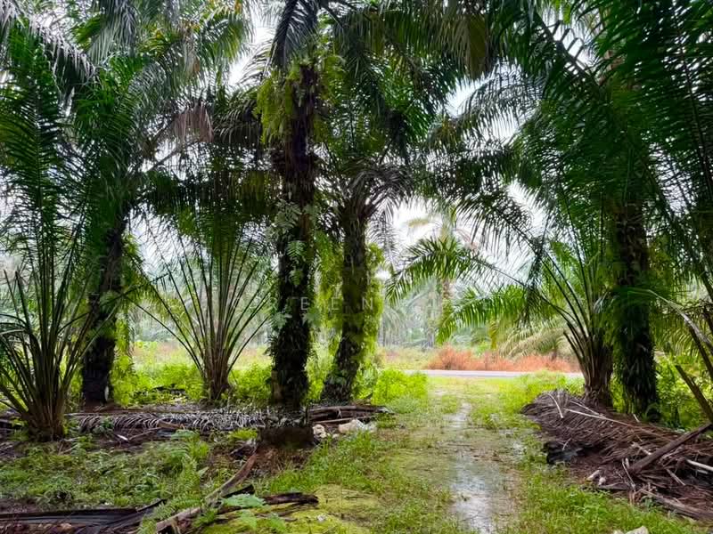 Agricultural Land for Sale in Pekan Nanas (Johor) - Joreen Lee - PropertyGuru.com.my