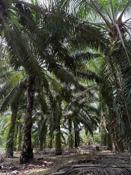 Agricultural Land for Sale in Simpang Renggam (Johor) - Catherine Thung - PropertyGuru.com.my