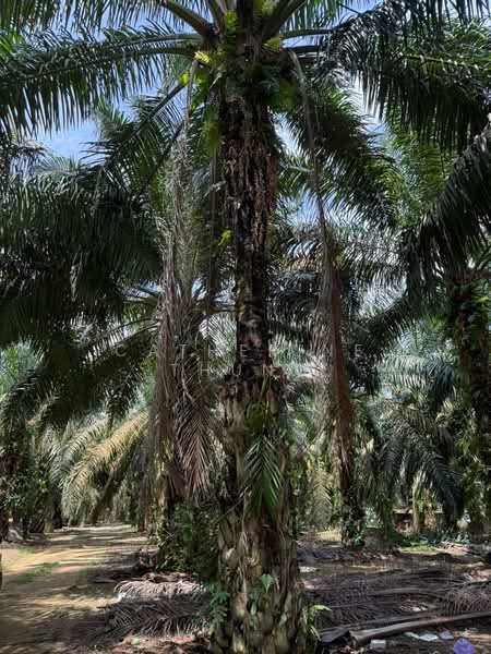 Agricultural Land for Sale in Simpang Renggam (Johor) - Catherine Thung - PropertyGuru.com.my