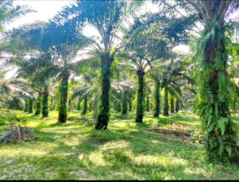 Agricultural Land for Sale in Tronoh (Perak) - Ivan Tai - PropertyGuru.com.my