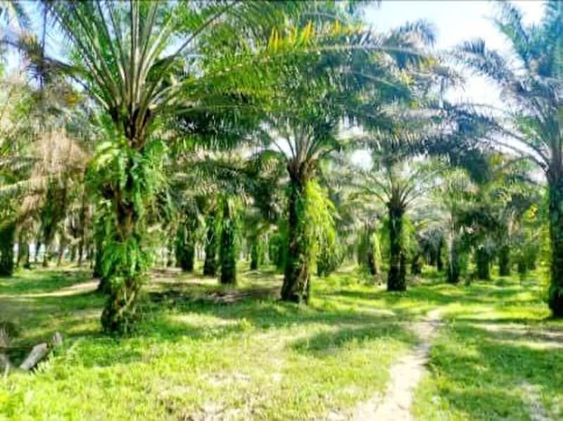Agricultural Land for Sale in Tronoh (Perak) - Ivan Tai - PropertyGuru.com.my