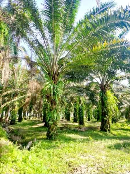Agricultural Land for Sale in Tronoh (Perak) - Ivan Tai - PropertyGuru.com.my