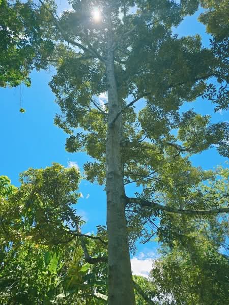 Agricultural Land for Sale in Kuala Kangsar (Perak) - Ivan Tai - PropertyGuru.com.my