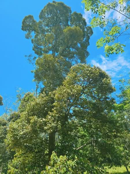 Agricultural Land for Sale in Kuala Kangsar (Perak) - Ivan Tai - PropertyGuru.com.my