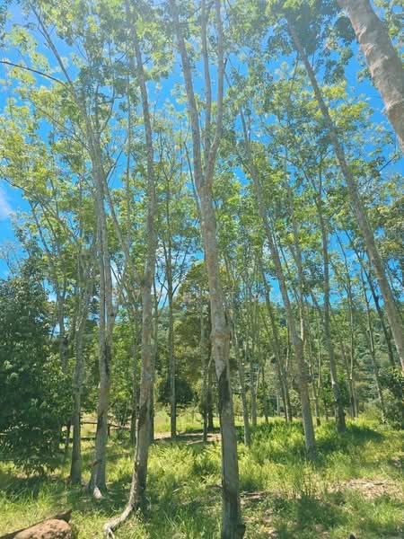 Agricultural Land for Sale in Kuala Kangsar (Perak) - Ivan Tai - PropertyGuru.com.my