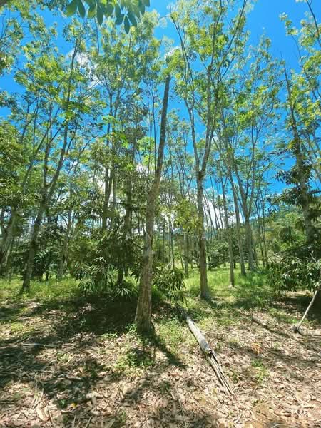Agricultural Land for Sale in Kuala Kangsar (Perak) - Ivan Tai - PropertyGuru.com.my
