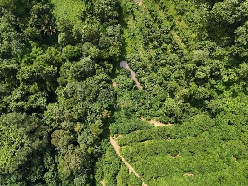 Agricultural Land for Sale in Kampung Baru Liman Kati (Kuala Kangsar) - Ivan Tai - PropertyGuru.com.my